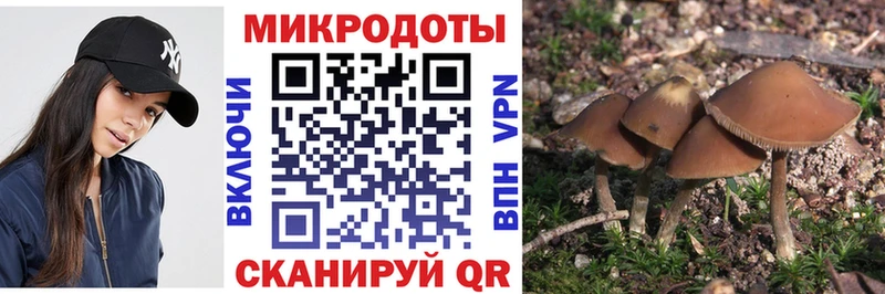 дарнет шоп  Гаджиево  Псилоцибиновые грибы Cubensis 